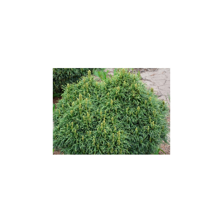 Pinus strobus'Green Twist' 