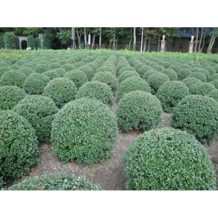 Osmanthus burkwoodii 