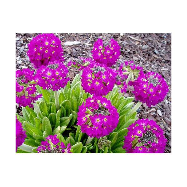 Primula denticulata'Rubin'