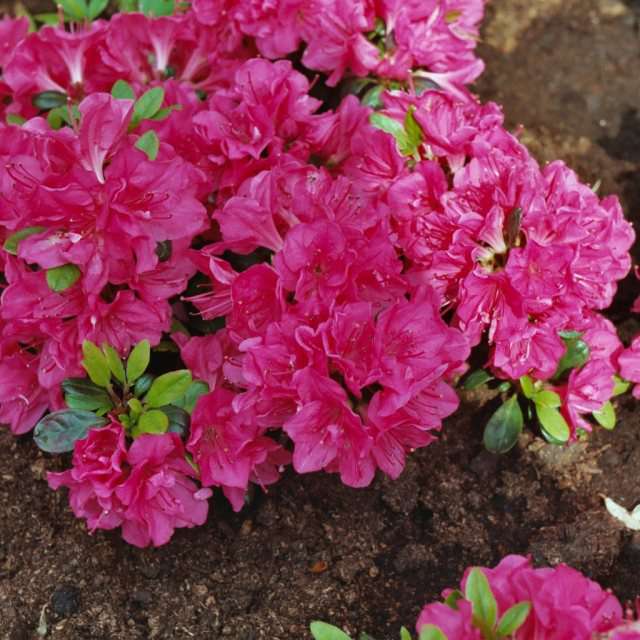 Azalea japonica'Canzonetta' 