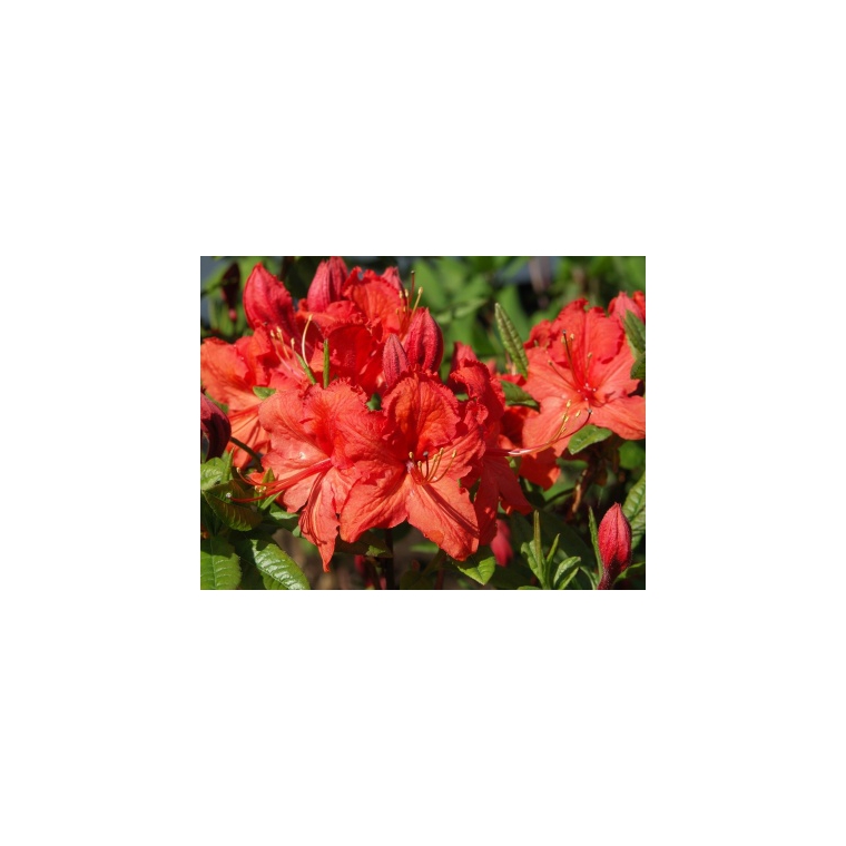 Azalea knaphill'Satan' 