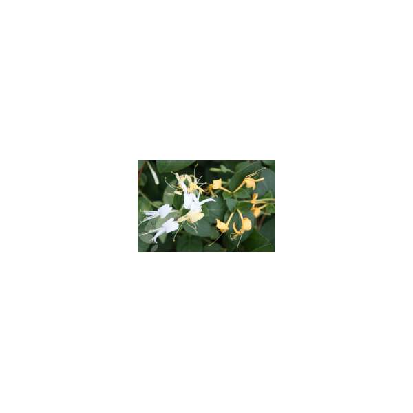 Lonicera japonica'Hall's Profilic' 
