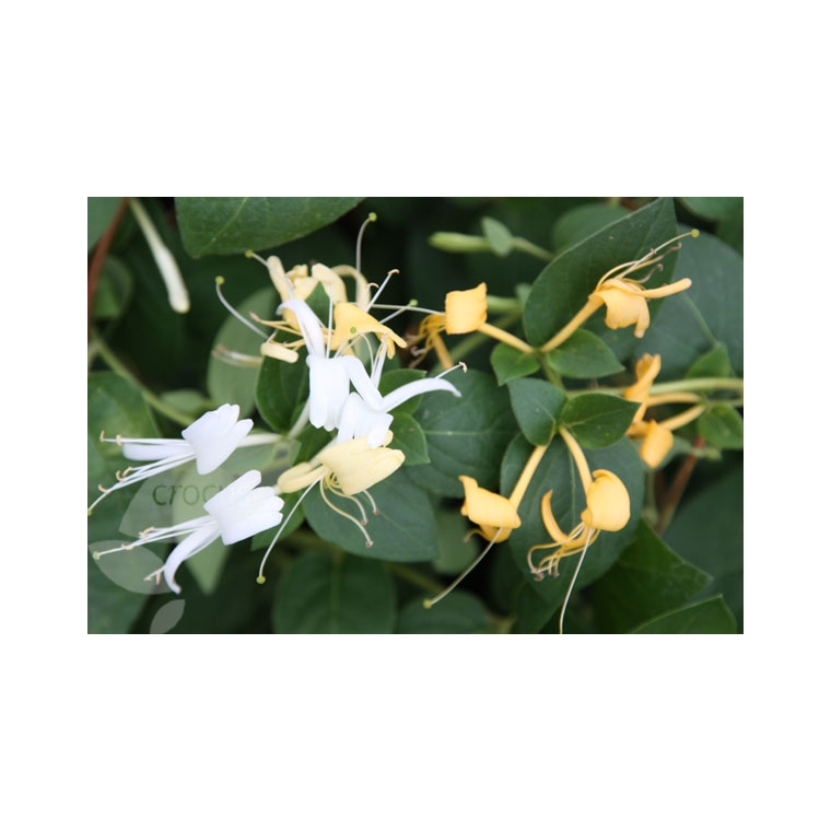Lonicera japonica'Hall's Profilic' 