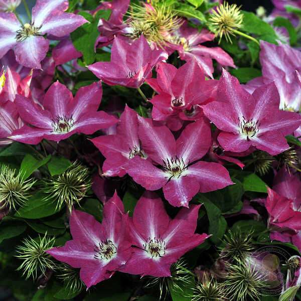 Clematis'Viva Polonia' 