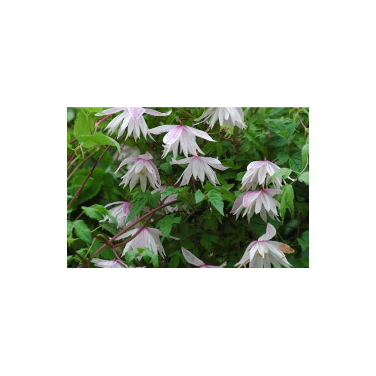 Clematis'Pink Princess' 