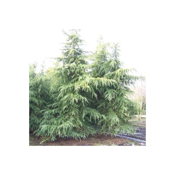 Cedrus deodara'Eisregen' 