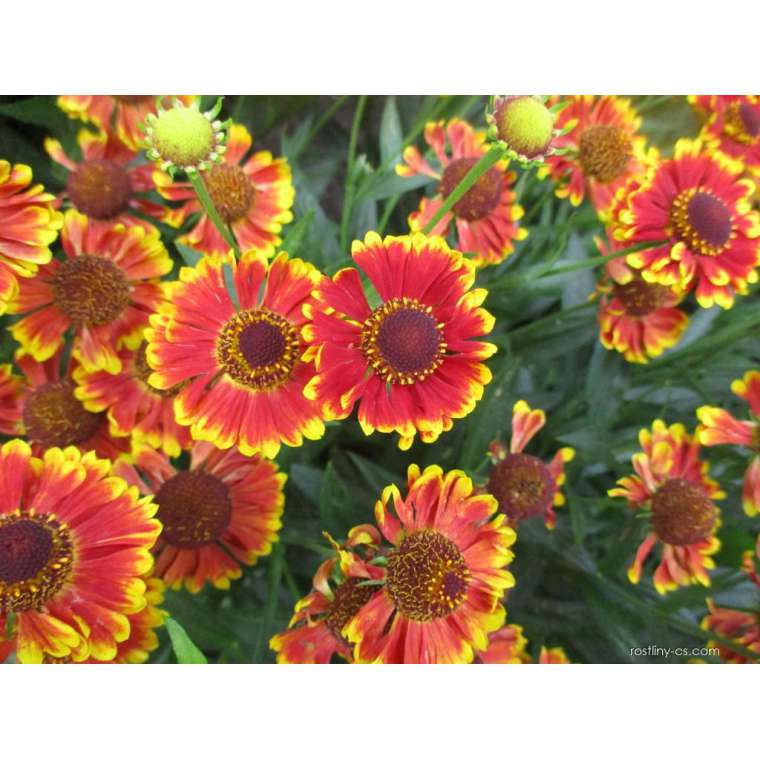 Helenium'Bandera'