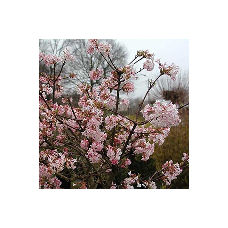 Viburnum bodnantense'Charles Lamont' 
