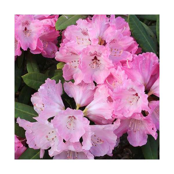 Rhododendron'Pink Lady' 