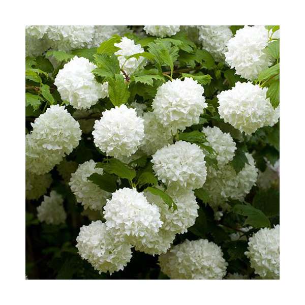 Viburnum opulus'Roseum' 