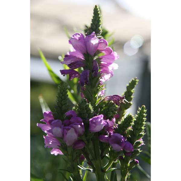 Physostegia virginiana'Red Beauty'