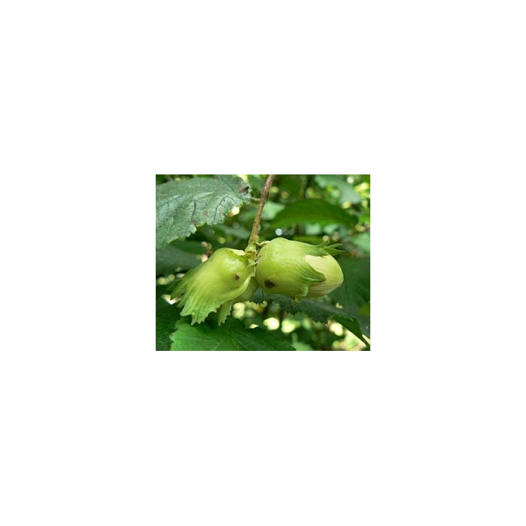 Hazelnoot (Corylus'Cosford) 