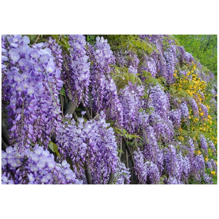 Wisteria sinensis'Prolific' 