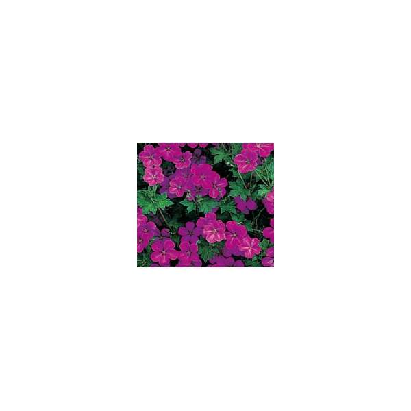 Geranium riversleanum'Russell Prichard'