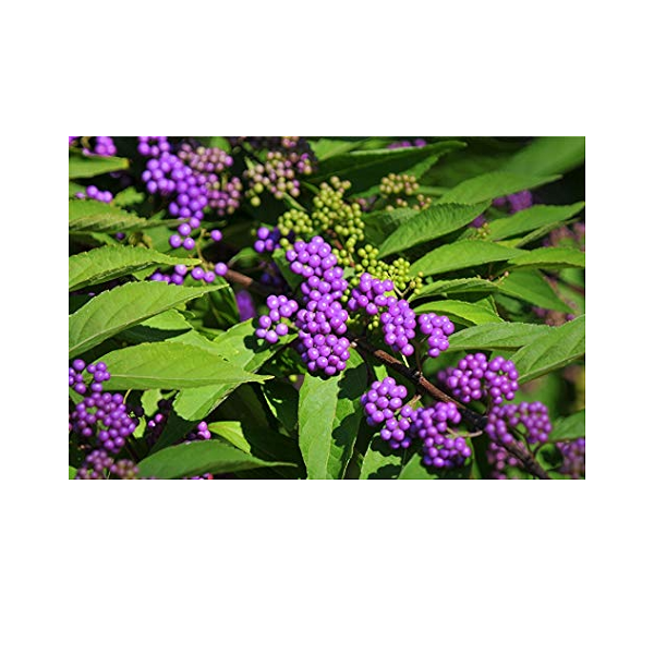 Callicarpa dichotoma'Issai' 