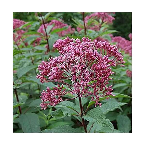 Eupatorium maculatum'Augustrubin'