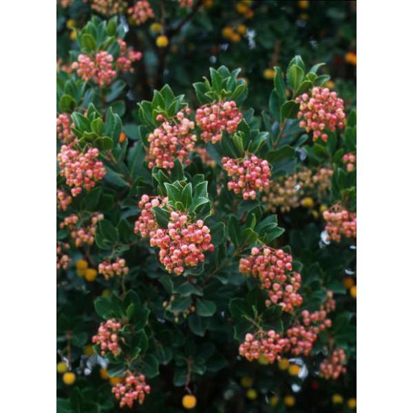 Arbutus undo'Mercurius' 