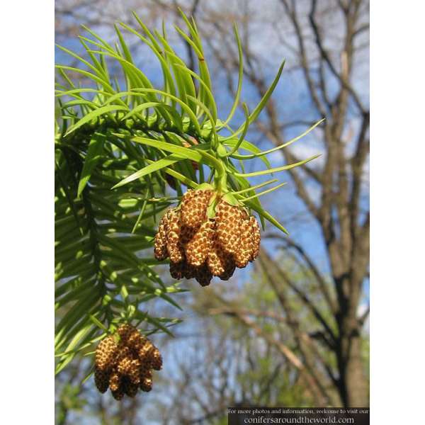 Cunninghamia lanceolata 