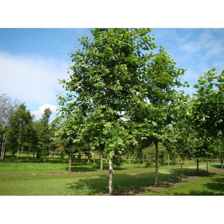 Platanus hispanica(acerifolia) 