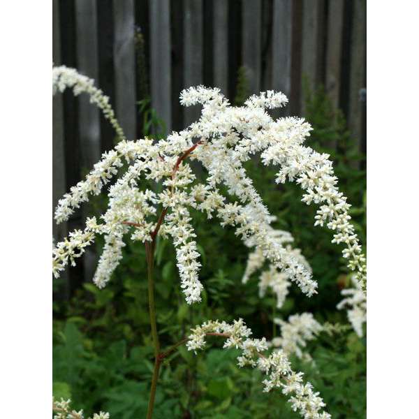 Astilbe thunbergii'Professor van der Wielen'