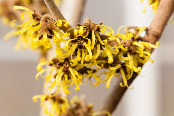 Hamamelis intermedia'Westerstede' 