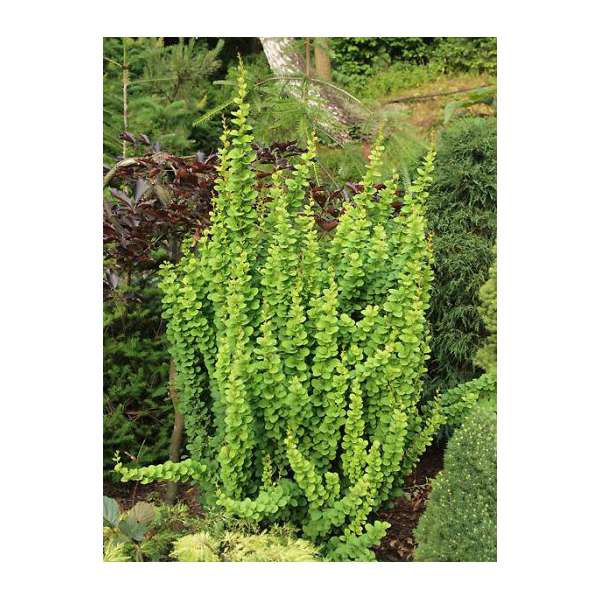 Berberis thunbergii'Erecta' 