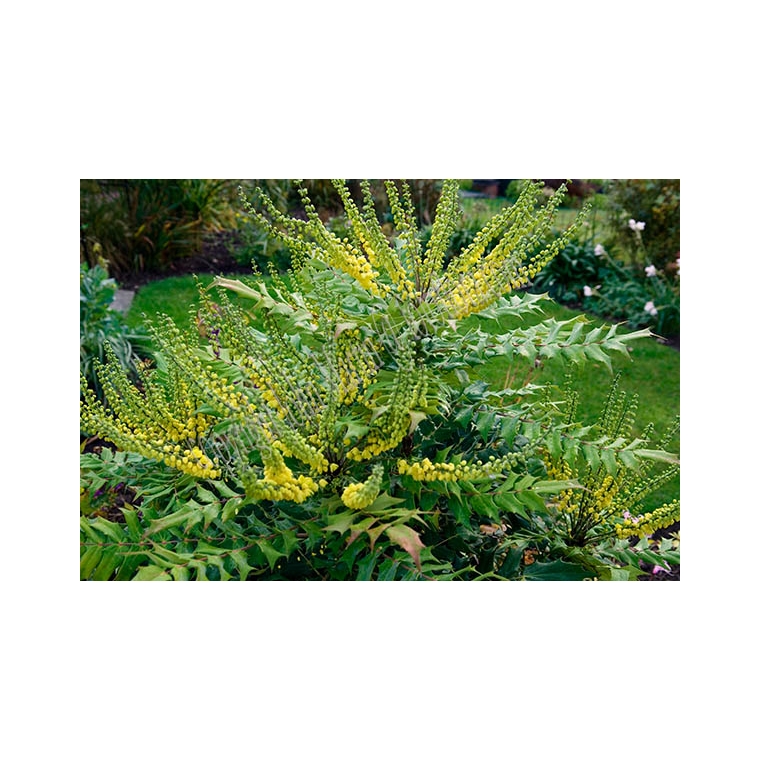 Mahonia media'Charity' 