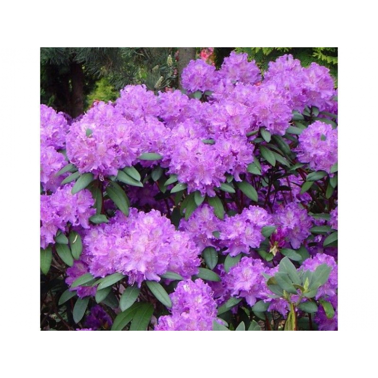 Rhododendron'Alfred' 