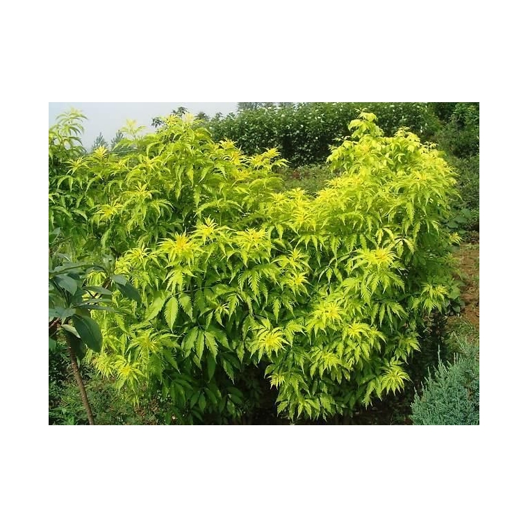 Sambucus racemosa'Plumosa Aurea' 