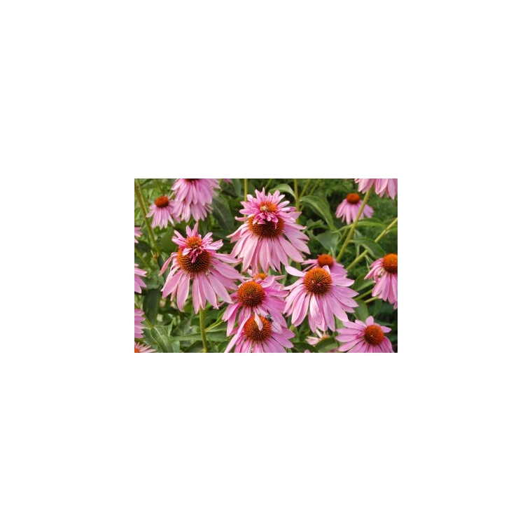 Echinacea purpurea'Double Decker'