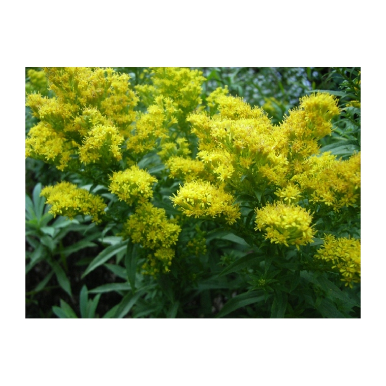 Solidago'Golden Mosa'