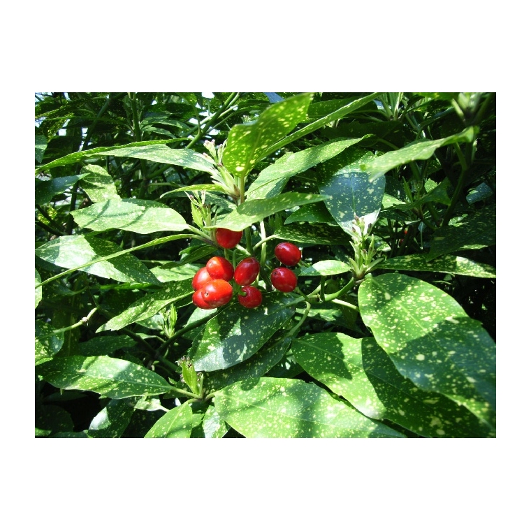 Aucuba japonica'Variegata' 