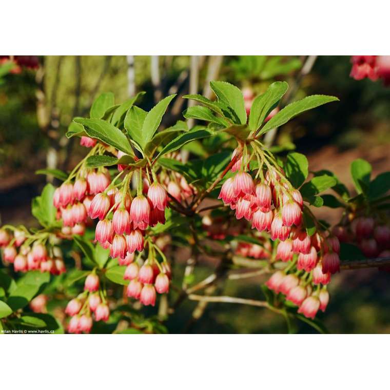 Enkianthus campanula's'Pagode' 