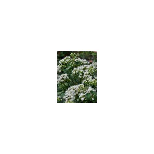 Eupatorium rugosum'Braunlaub'