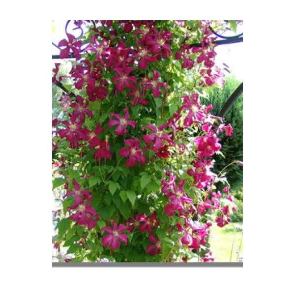 Clematis viticella'Rubra' 