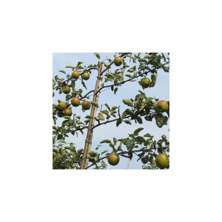 Malus'jonagold'leivorm 