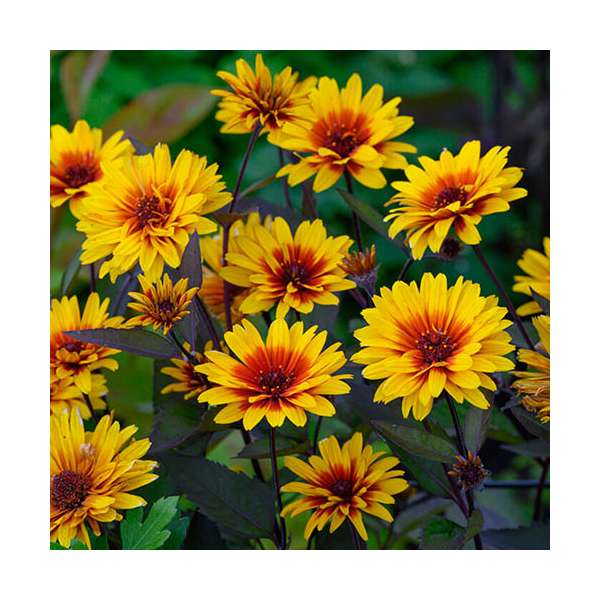 Heliopsis helianthoides'Funky Spinner'