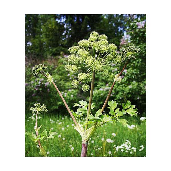 Angelica archangelica