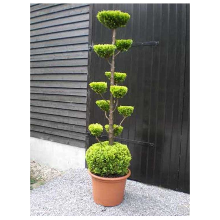 Chamaecyparis lawsoniana'Stardust'bol plateau 