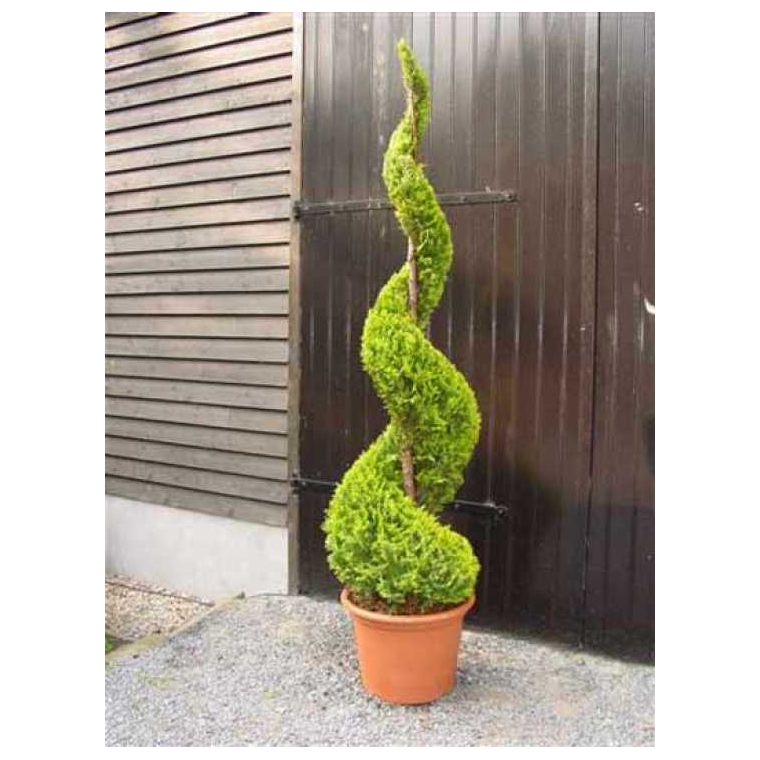 Chamaecyparis lawsoniana'Stardust' spiraal 