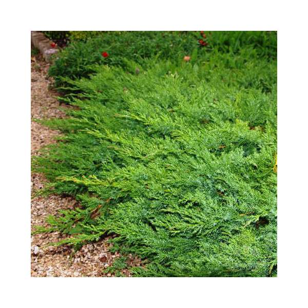 Juniperus davurica'Leningrad' 
