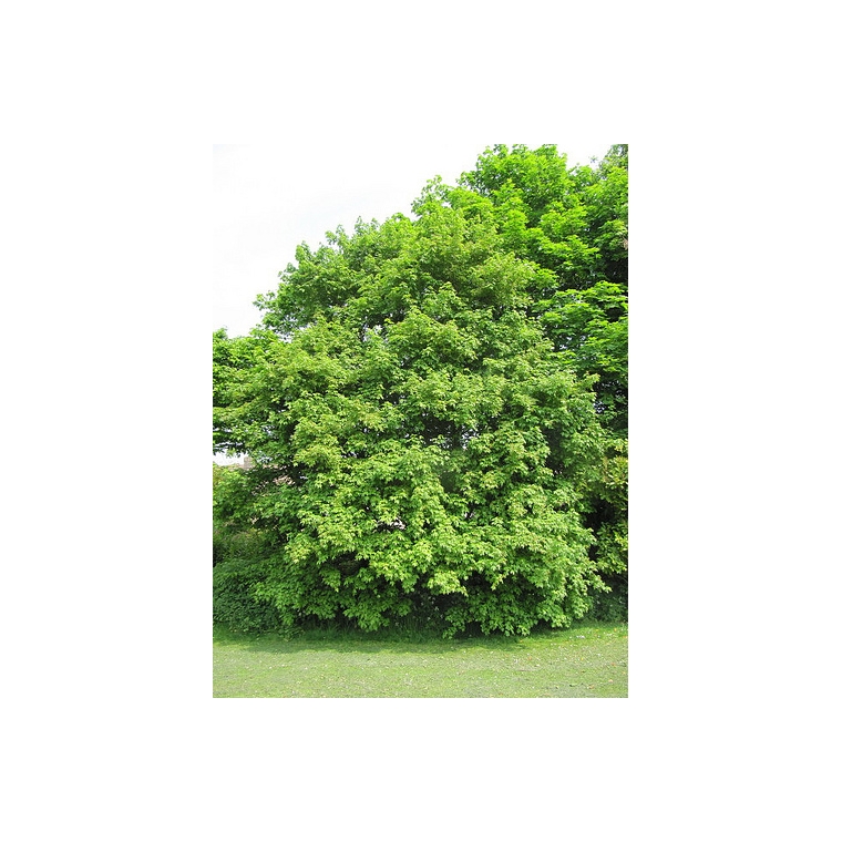 Acer campestre'Elsrijk' 