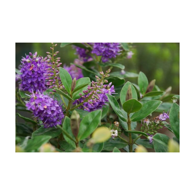 Hebe'Alicia Amherst' 