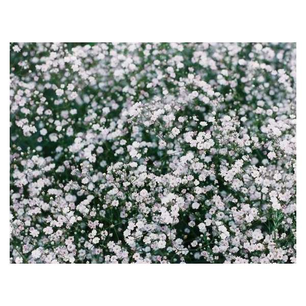 Gypsophila paniculata'Bristol Fairy' 