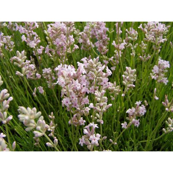 Lavendula angustifolia'Loddon Pink'