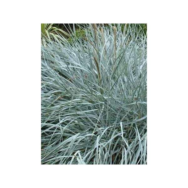 Leymus arenarius'Blue Dune'