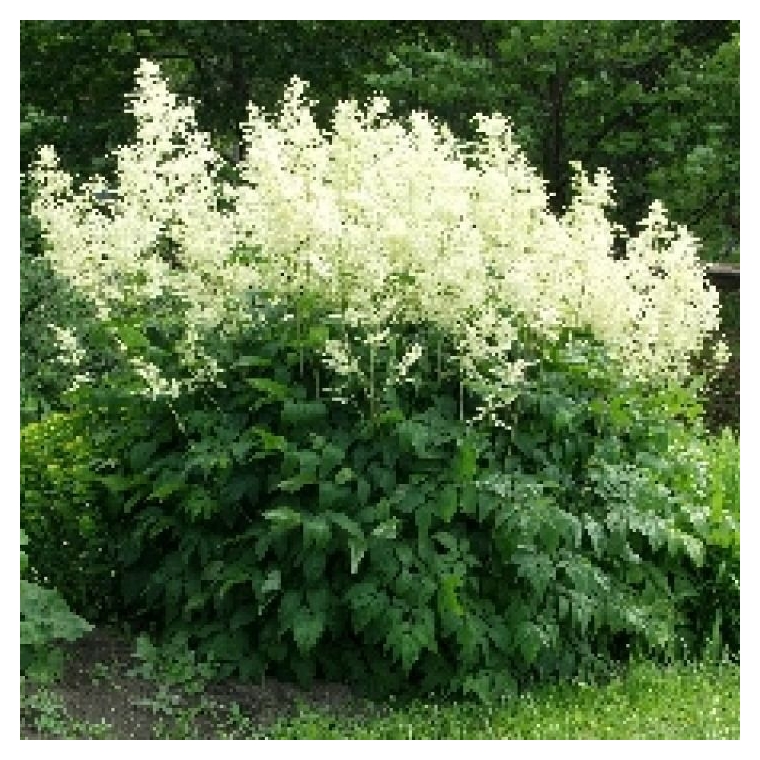 Aruncus dioicus'Kneiffii'