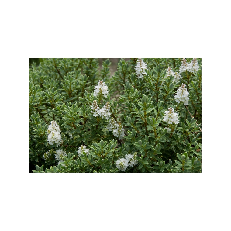 Hebe pinguifolia'Sutherlandii' 