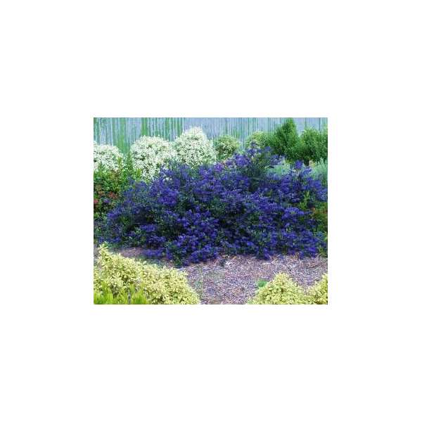 Ceanothus'Blue Sapphire' 