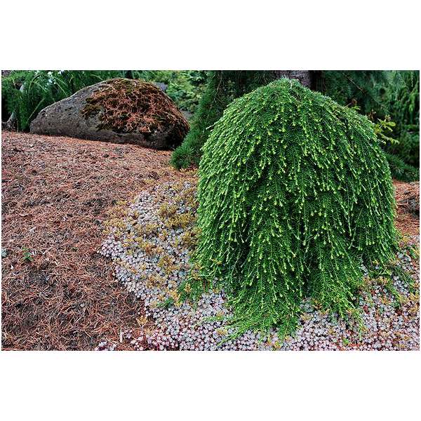 Tsuga heterophylla'Thorsen's Weeping' 
